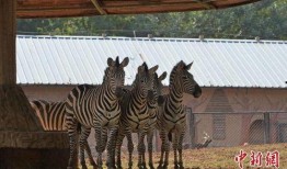 爆料石家庄动物园视频,动物们的新生活