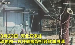 爆料石家庄动物园视频,动物们的新生活