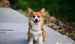 小黄鸭柴犬爆料视频大全,萌宠日常大揭秘