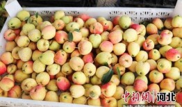 石家庄水果最新爆料,新鲜爆料，盘点当季热门水果！