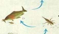 食物链 在线观看,在线观看揭示生态平衡之旅