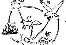 食物链 在线观看,在线观看揭示生态平衡之旅